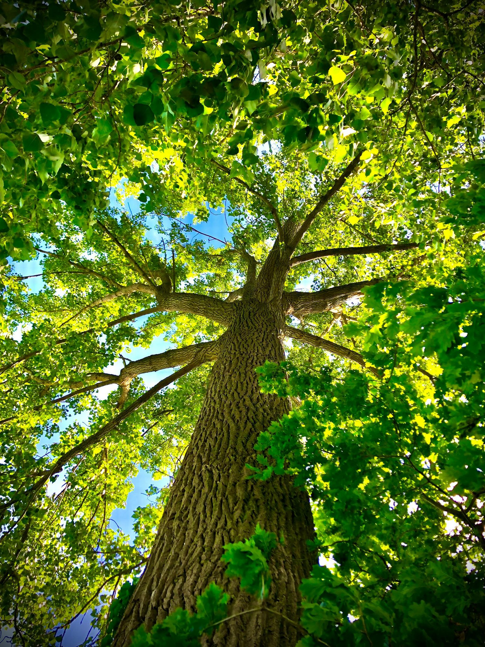 מבט מלמטה על עץ ירוק ושמיים כחולים- סמל להתחדשות, משחק ויצירתיות ככוחות הבריאים של הנפש